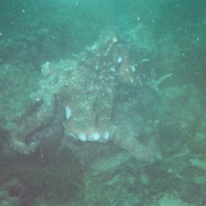 Octopus-2