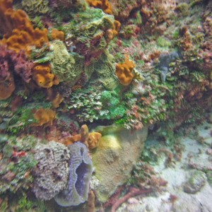 Puerto Morelos reef image (edited)
