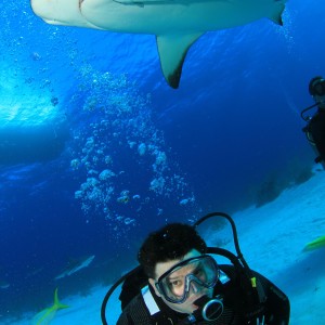 Shark Feeding Dive Bahamas