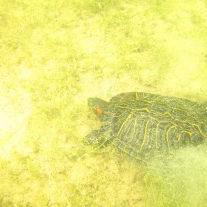 CSSP Turtle