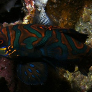 Mandarinfish-Philippines 2011