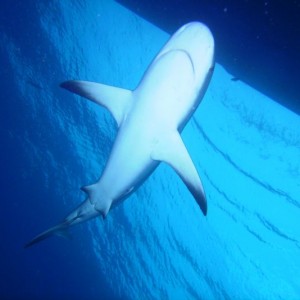 Shark - Bahamas 2010