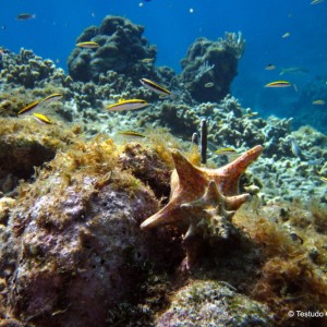 Conch with Wrasse - Roatan