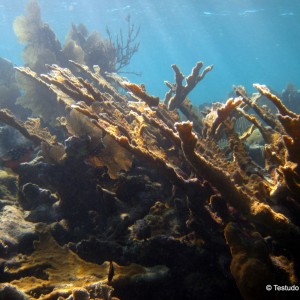 Elkhorn Coral -  Roatan
