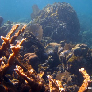 Barrier Reef - Roatan
