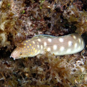 Sharptail Eel - Grand Cayman