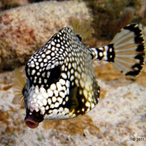 Spotted Trunkfish - Grand Cayman