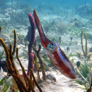 Caribbean Reef Squid -  Roatan