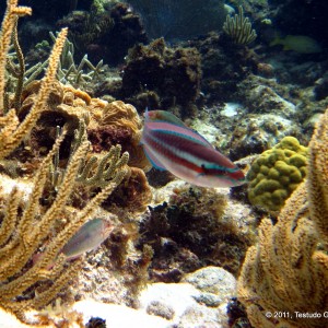 Striped Parrotfish - Grand Cayman