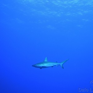 Cozumel Feb 2012 Reef Shark
