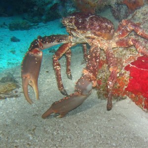 Cozumel Crabs