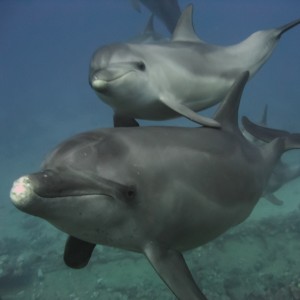 Dolphins at Giannis D - Lightroom 4 version