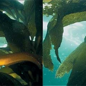 giant kelp fish