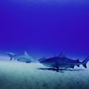 Bull sharks in Playa del Carmen