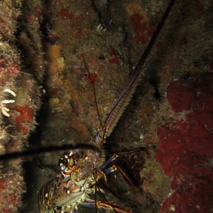 IMG_0311-Lobster