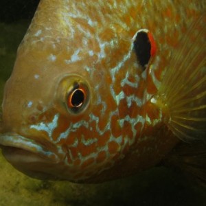 Pumpkinseed Sunfish