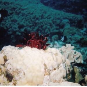 coral-Australia