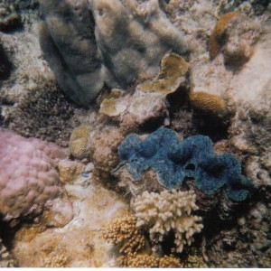giant_clam-Australia