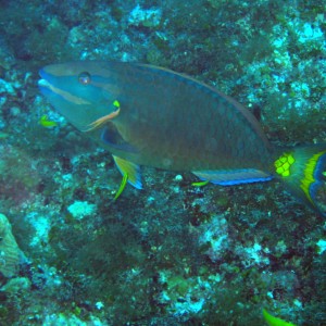 Yellowfin Parrotfish