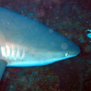 Reef Shark with Pilot Fish