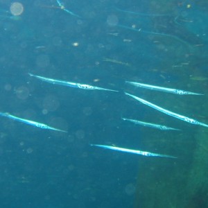 Keeltail Needlefish