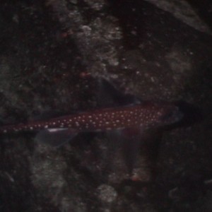 ratfish