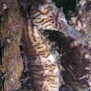 Seahorse - Destin jetties