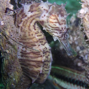 Seahorse - Destin jetties