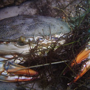 Crabgrass - Destin jetties