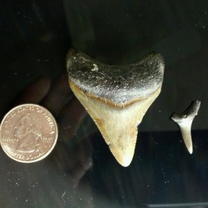Shark_Tooth_Scale