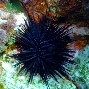 Black Urchin