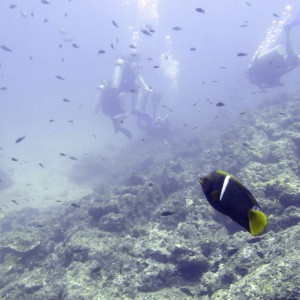 Isla Del Cano Diving - Costa Rica