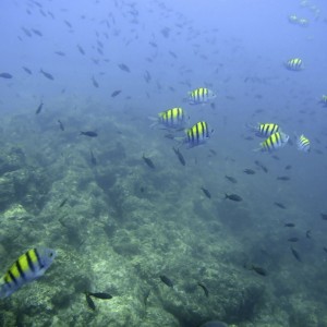Isla Del Cano Diving - Costa Rica