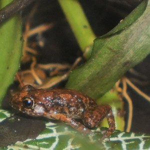 greenhouse_frog4