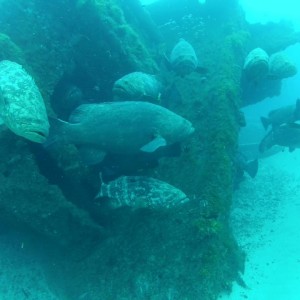 goliath grouper on zion aug 2012 a