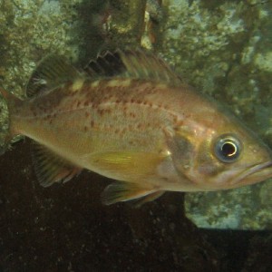 juvenile Yellowtail Rockfish
