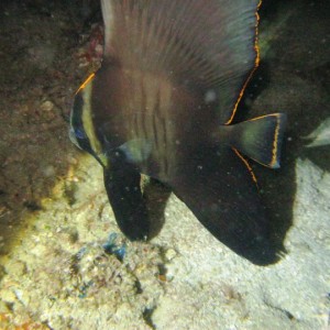 Adolescent Batfish