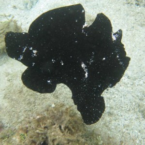 Frogfish on the move