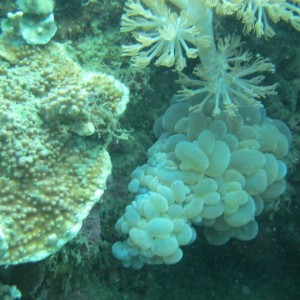 Corals, Fans and other non fishies