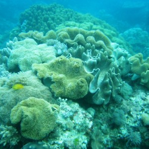 Corals, Fans and other non fishies