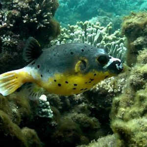Ugly Puffer