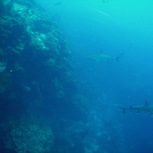 Grey reef sharks