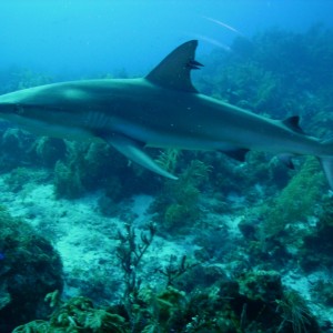 Grey reef sharks