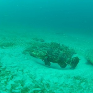 goliath grouper sept 2012