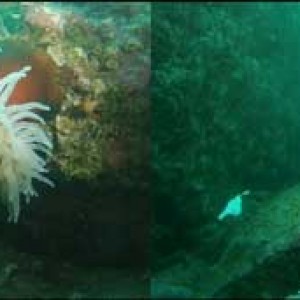 Dive-309-_18_-anemone
