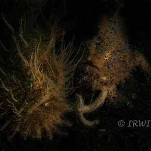Two Hairy Frogfish