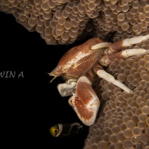Anemone Crab + Fish ( Porcelain Crab & Clownfish )