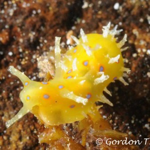Nudibranch to be indentified