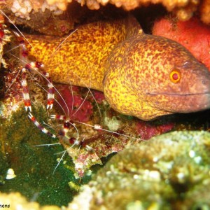 White eyed moray eel with cleaner shrimps