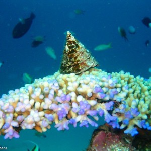 Hans Reef, Gili Air, Indonesia